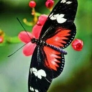 Meet your Posher, Deborah